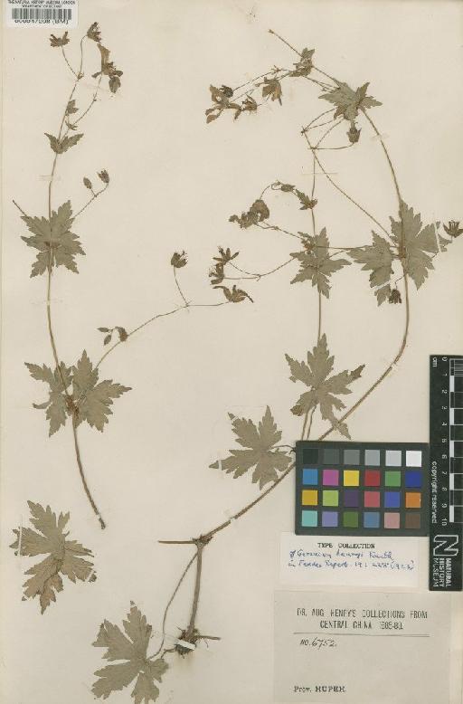Geranium henryi Kunth - BM000047208