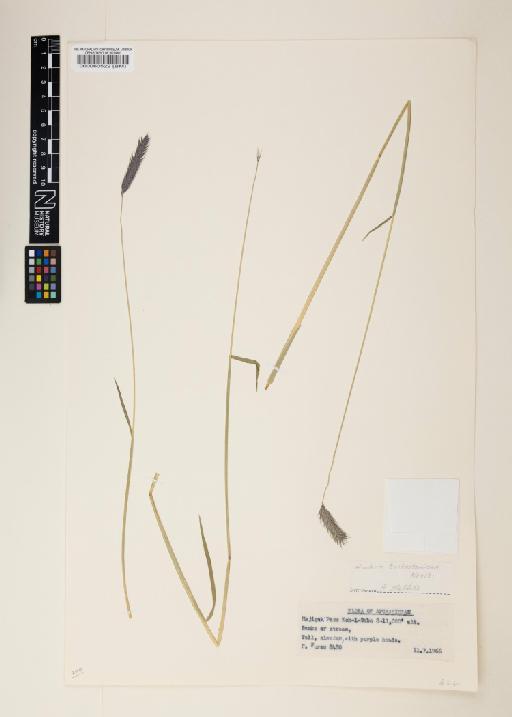 Hordeum brevisubulatum subsp. turkestanicum Tzvelev - 000060522