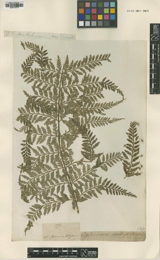 Asplenium bulbiferum G.Forst. - BM001048370