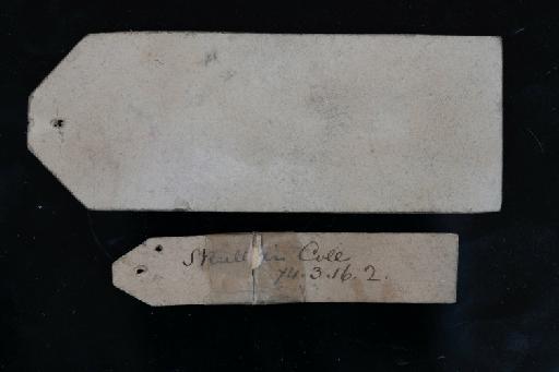 Pteropus brunneus Dobson, 1878 - Pteropus_brunneus-Type-1874_3_16_2-Skin-Label_reverse