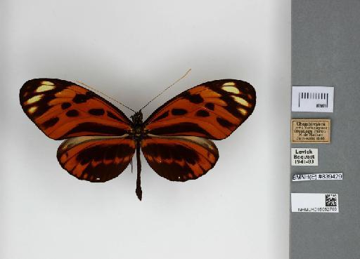 Heliconius elegans Weymer - 015052703_Heliconius_numata_elegans_Dorsal