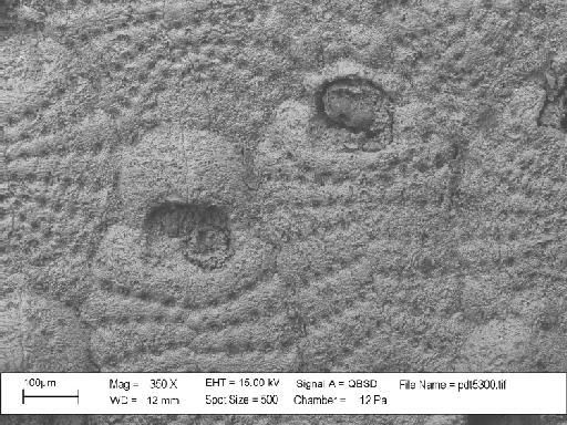 Castanopora dorothyae Taylor & McKinney, 2006 - PI BZ 5187 (1) - Castanopora