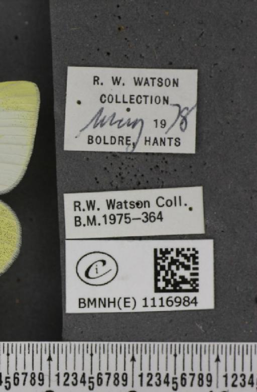 Pieris rapae rapae (Linnaeus, 1758) - BMNHE_1116984_label_70883