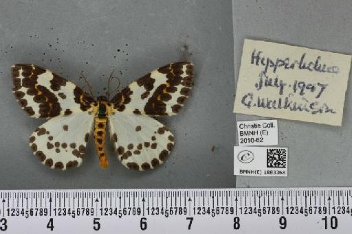 Abraxas grossulariata (Linnaeus, 1758) - BMNHE_1883368_439256