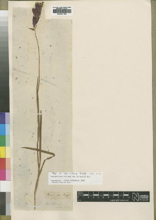 Geissorhiza inflexa (D.Delaroche) Ker Gawl. - BM000911960