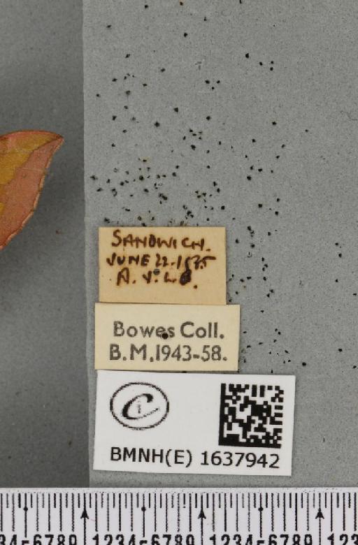 Deilephila porcellus (Linnaeus, 1758) - BMNHE_1637942_label_206995