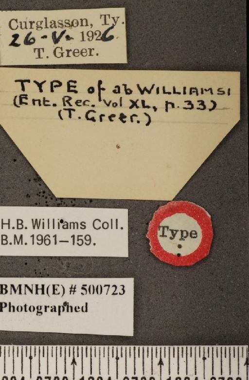 Anthocharis cardamines hibernica ab. williamsi Greer, 1928 - BMNHE_500723_label_66446