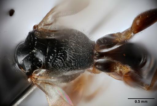 Deinodryinus incaicus Olmi, 1984 - 012858892_Deinodryinus_incaicus_HT_dorsal_detail_(b)
