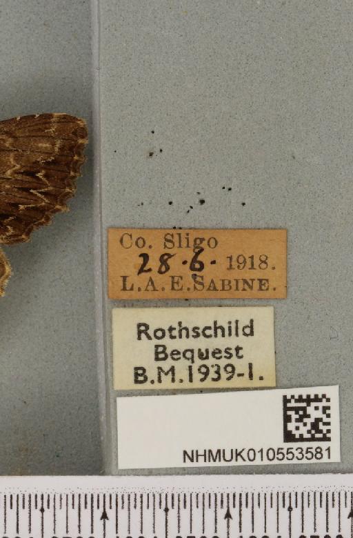 Apamea monoglypha ab. benesignata Lempke, 1949 - NHMUK_010553581_label_611287