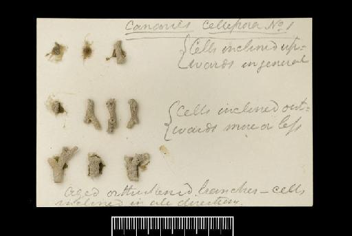 Omalosecosa Canu & Bassler, 1925 - BZ 5784. Omalosecosa? (specimens)