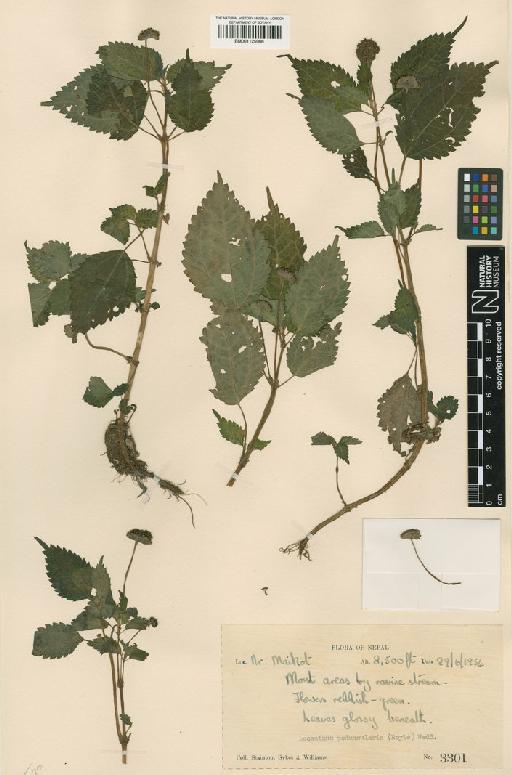 Lecanthus peduncularis (Royle) Wedd. - BM001125986