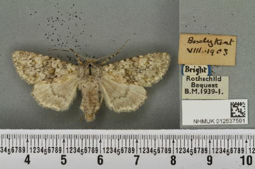 Polymixis flavicincta (Denis & Schiffermüller, 1775) - NHMUK_012537591_646742