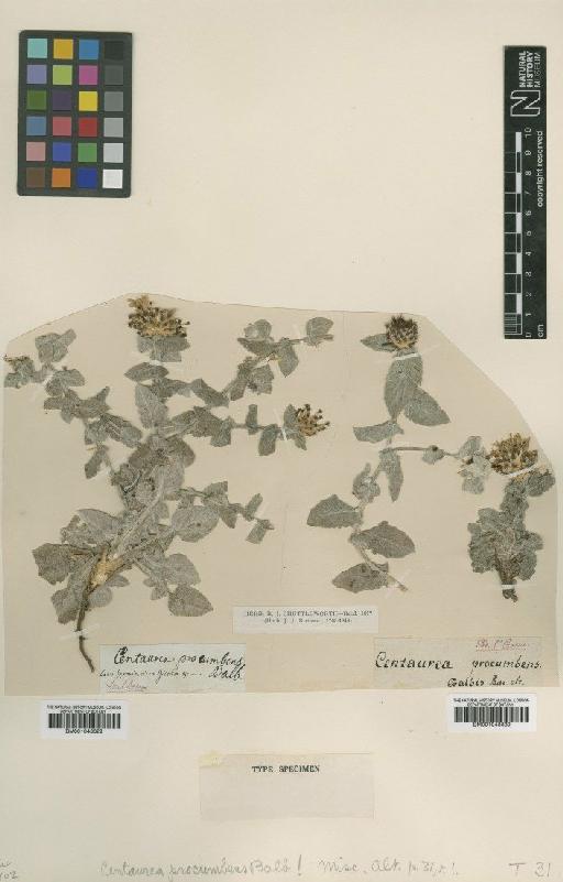 Centaurea procumbens Balb. - BM001043330