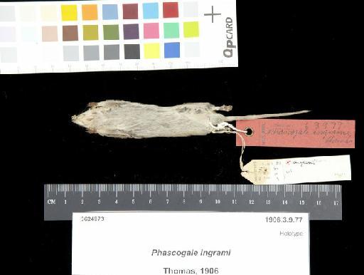 Phascogale ingrami Thomas, 1906 - 1906.3.9.77_Skin_Ventral