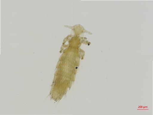 Neohaematopinus sciuropteri Osborn, 1891 - 010700507__2017_08_21-Scene-1-ScanRegion0