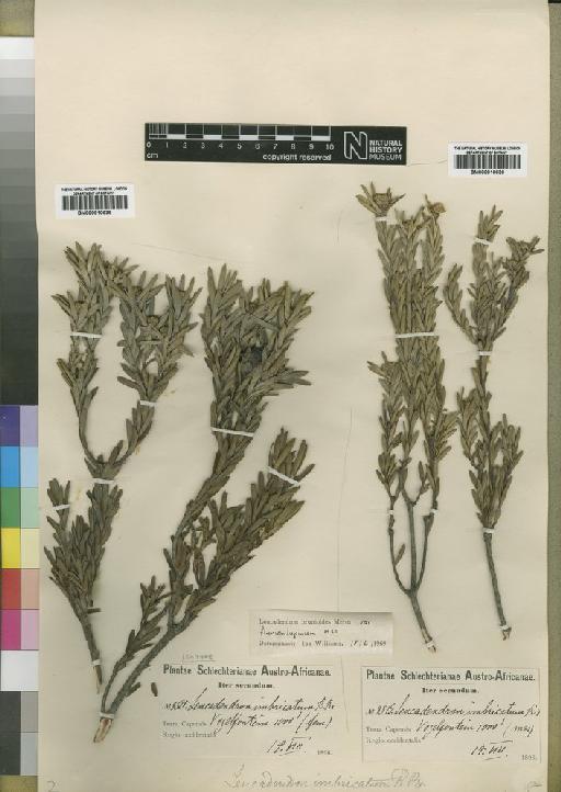 Leucadendron brunioides var. flumenlupinum I.Williams - BM000910635
