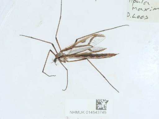 Tipula (Acutipula) maxima balcanica Vermoolen, 1983 - 014543745_2