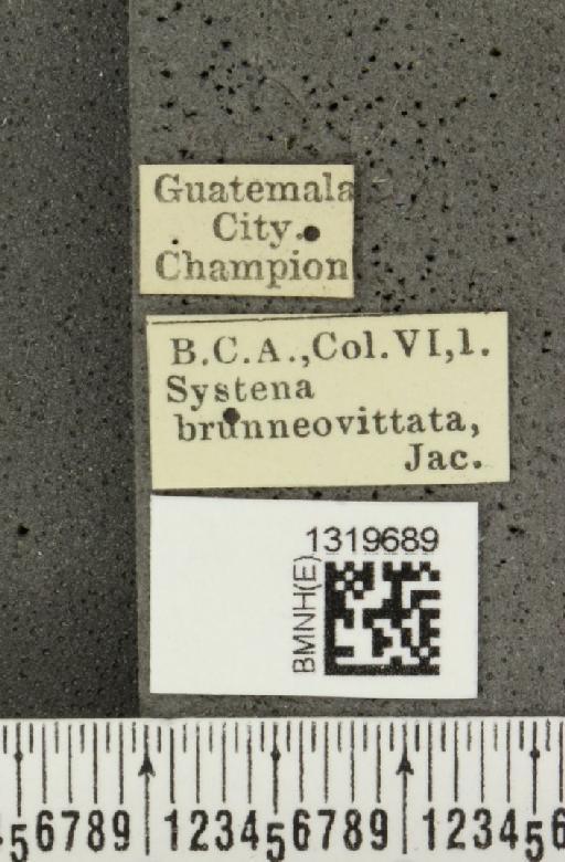 Systena brunneovittata Jacoby, 1884 - BMNHE_1319689_label_26689