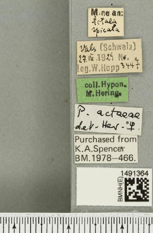 Phytomyza actaeae Hendel, 1922 - BMNHE_1491364_label_53014