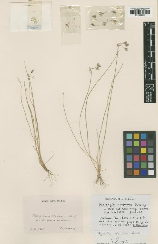 Thysanotus chinensis Benth. - BM000958265