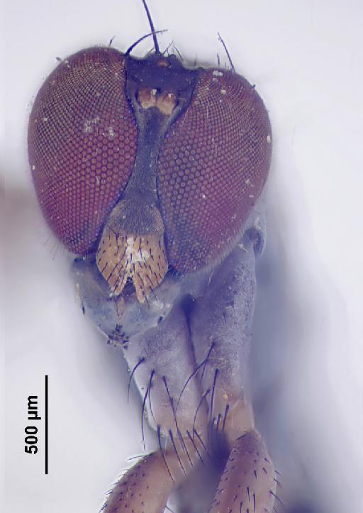 Thinophilus ciliatus Parent, 1935 - Thinophilus_ciliatus-010627787-habitus_B-12_5x - scale