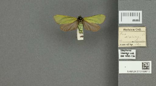 Adscita (Adscita) statices statices (Linnaeus, 1758) - 015189813_775459_1082517
