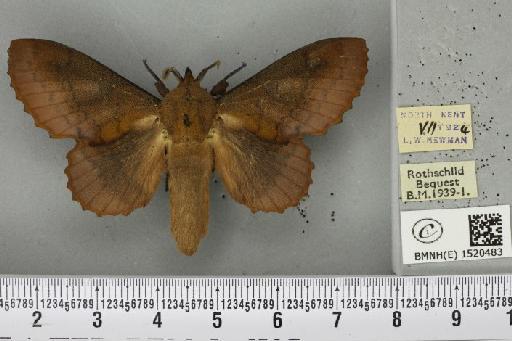 Gastropacha quercifolia (Linnaeus, 1758) - BMNHE_1520483_198290