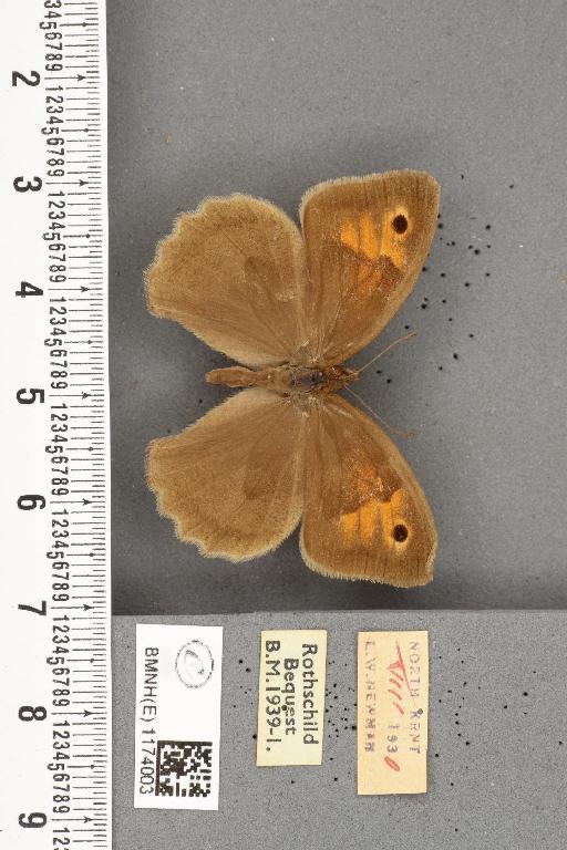 Maniola jurtina insularis ab. caeca Rebel, 1910 - BMNHE_1174003_39251