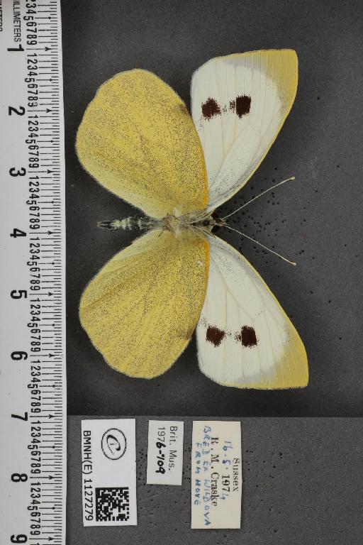 Pieris brassicae ab. fasciata Kiefer, 1918 - BMNHE_1127279_84496