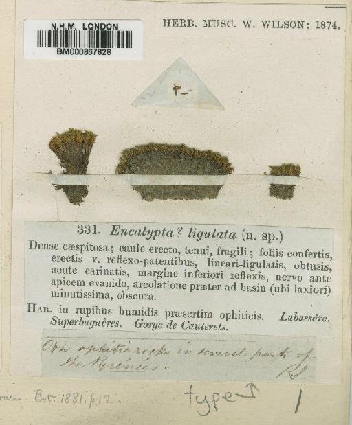 Scopelophila ligulata (Spruce) Spruce - BM000867828