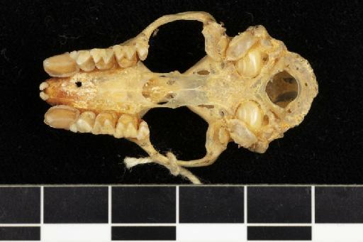 Hipposideros inexpectatus Laurie and Hill,  1954 - 1925_6_5_19-Hipposideros_inexpectatus-Holotype-Skull-occlusal