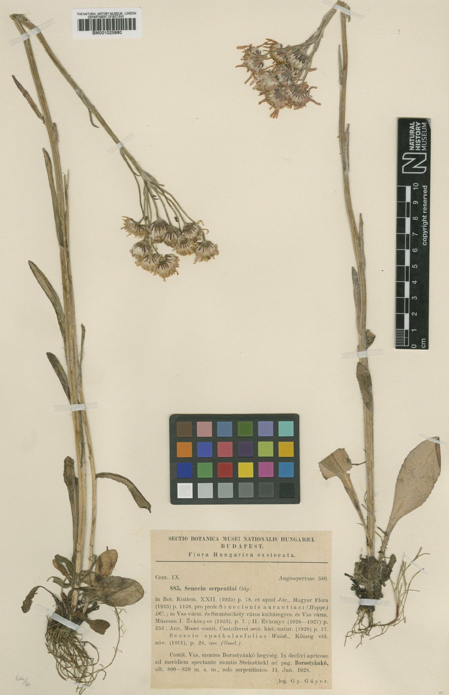 To NHMUK collection (Senecio integrifolius subsp. serpentini Gayer; Type; NHMUK:ecatalogue:1934345)