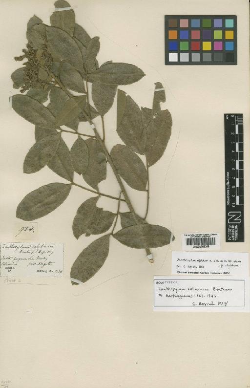 Zanthoxylum rigidum subsp. rigidum Willd. ex Humb. & Bonpl. - BM000798299