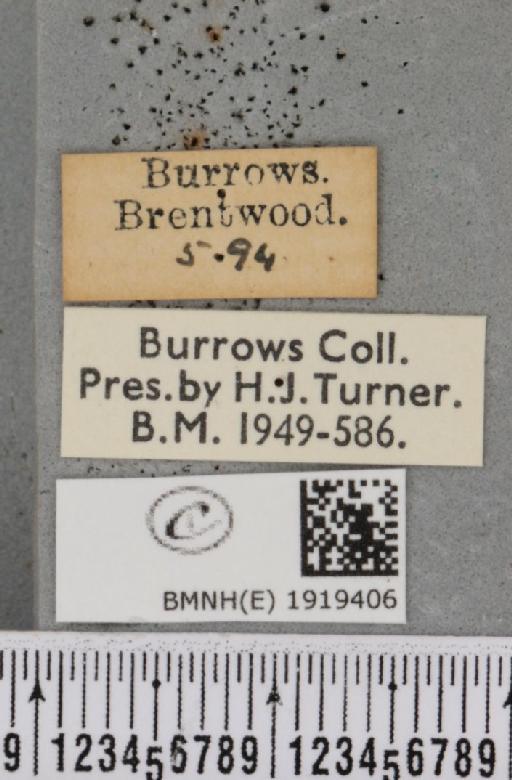 Ematurga atomaria (Linnaeus, 1758) - BMNHE_1919406_label_485734