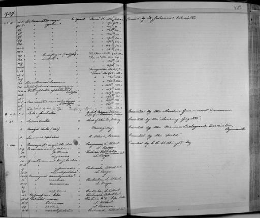 Astronesthes leucopogon Regan & Trewavas, 1929 - Zoology Accessions Register: Fishes: 1912 - 1936: page 192