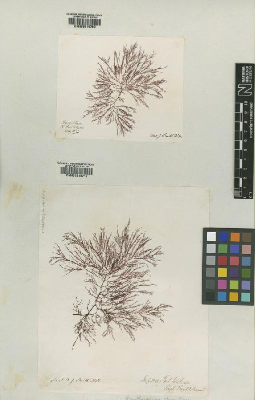 Cystoclonium obtusangulum (Hook.f. & Harv.) Kütz. - BM000619710
