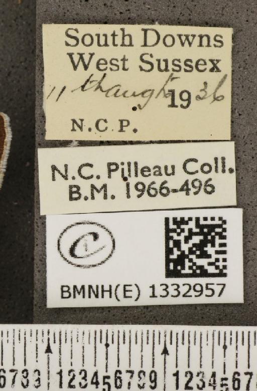 Polyommatus icarus icarus (Rottemburg, 1775) - BMNHE_1332957_label_140837
