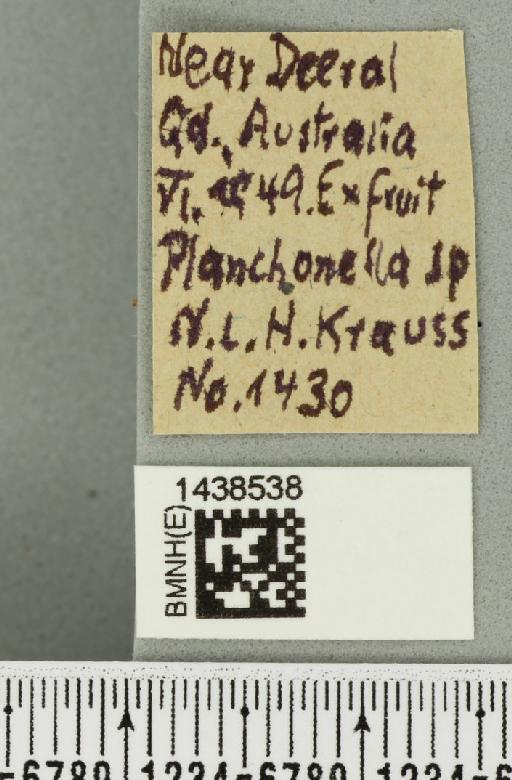 Bactrocera (Bactrocera) laticauda (Hardy, 1950) - BMNHE_1438538_label_32507