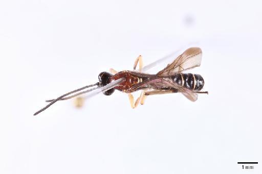 Lycorina moralesi Gauld, I.D., 1997 - 016200563_Lycorina_moralesi_PT_Dorsal_Habitus_2x