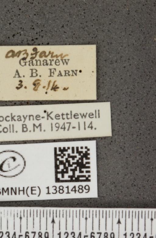 Araschnia levana (Linnaeus, 1758) - BMNHE_1381489_label_167666