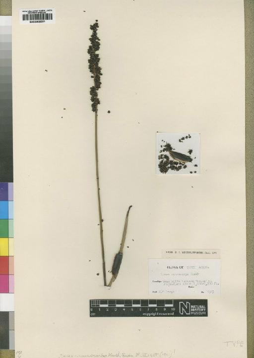 Dovea macrocarpa Kunth - BM000922301