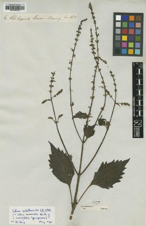 Coleus scutellarioides (L.) Benth. - BM000950322