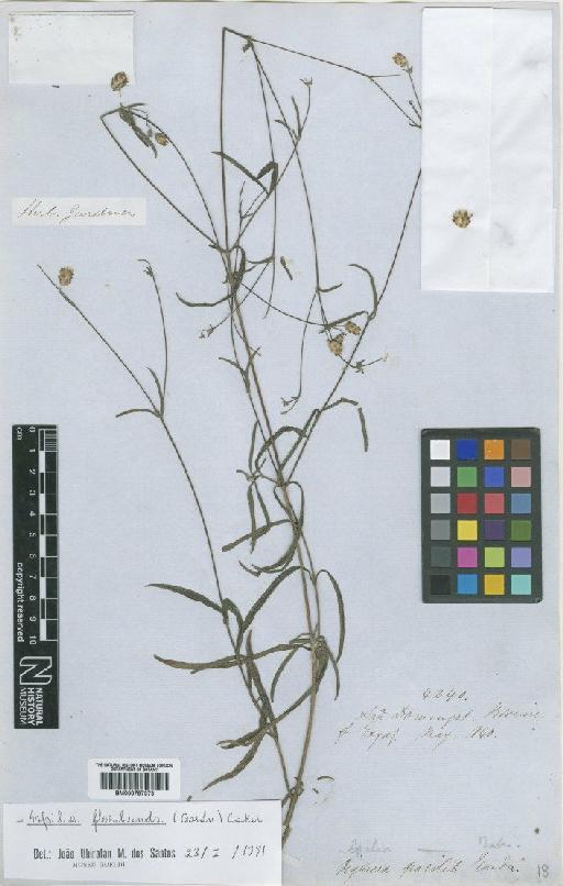 Aspilia floribunda (Gardner) Baker - BM000797373