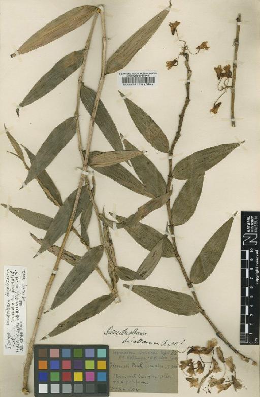 Dendrobium bicallosum Ridl. - BM000038129