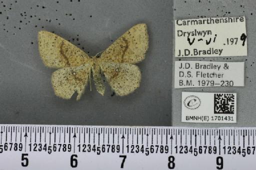 Cyclophora porata (Linnaeus, 1767) - BMNHE_1701431_275439