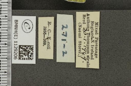 Pieris napi ab. lineata Müller, 1938 - BMNHE_1129206_label_81824