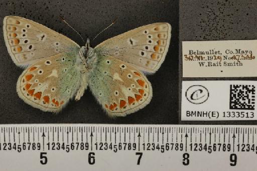 Polyommatus icarus mariscolore (Kane, 1893) - BMNHE_1333513_139958