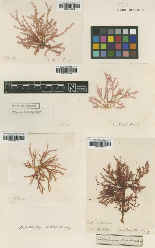 Coeloclonium tasmanicum (Harv.) Womersley - BM001038743