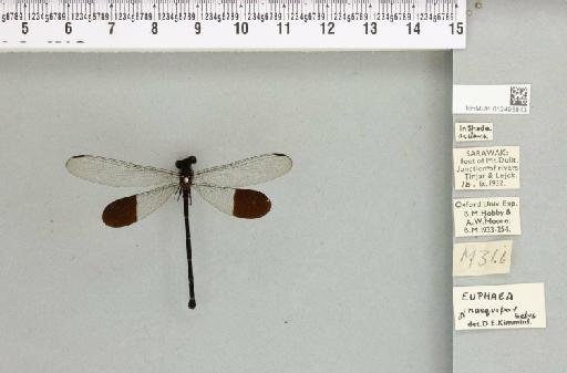 Euphaea impar Selys, 1859 - 012495813_803879_1254366