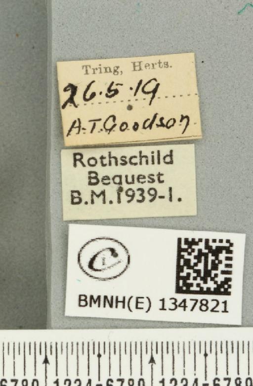 Korscheltellus lupulina ab. senex Pfitzner, 1912 - BMNHE_1347821_label_186346